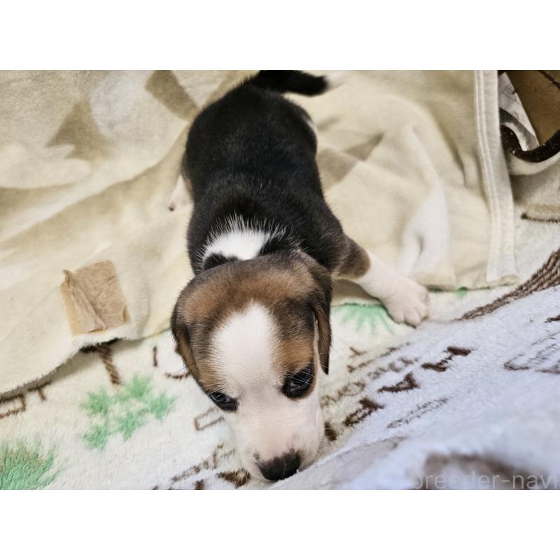 販売中の愛知県のビーグル-416411の2枚目