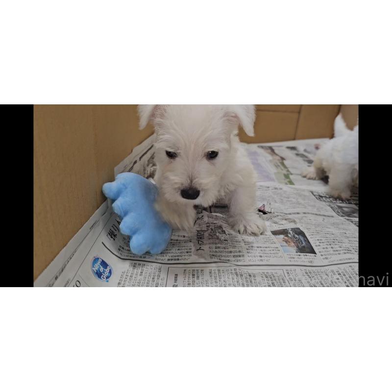 販売中の愛知県のウエストハイランドホワイトテリア(ウエスティ)-416412の3枚目