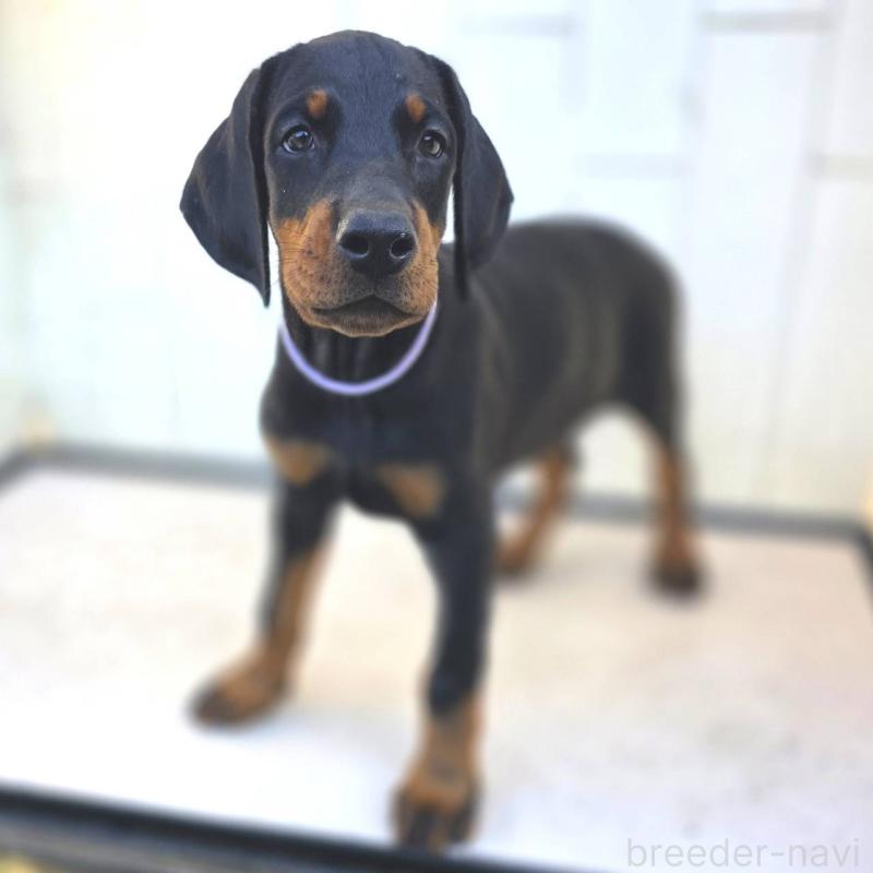 販売中の茨城県のドーベルマン-415241の42枚目