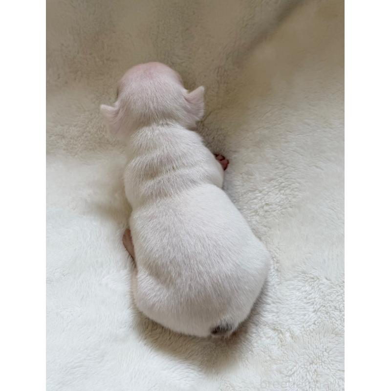 販売中の山口県のフレンチブルドッグ-416413の5枚目