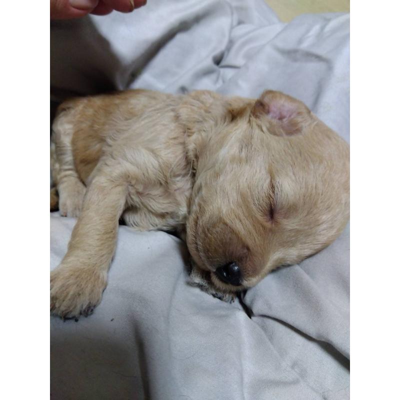 商談中の兵庫県のゴールデンドゥードル:ゴールデンレトリーバー×プードル-414885の5枚目