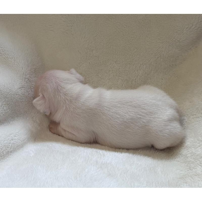 販売中の山口県のフレンチブルドッグ-416415の4枚目