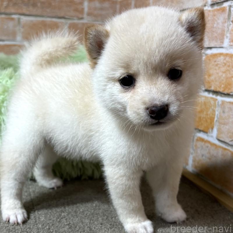 成約済の奈良県の豆柴-413236の1枚目