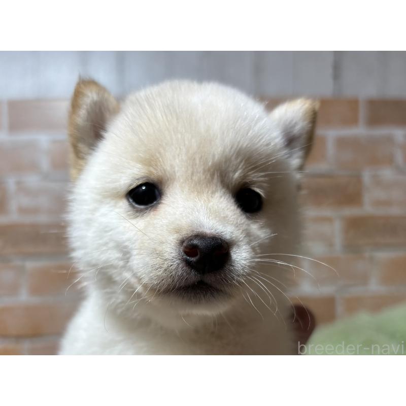 成約済の奈良県の豆柴-413236の7枚目