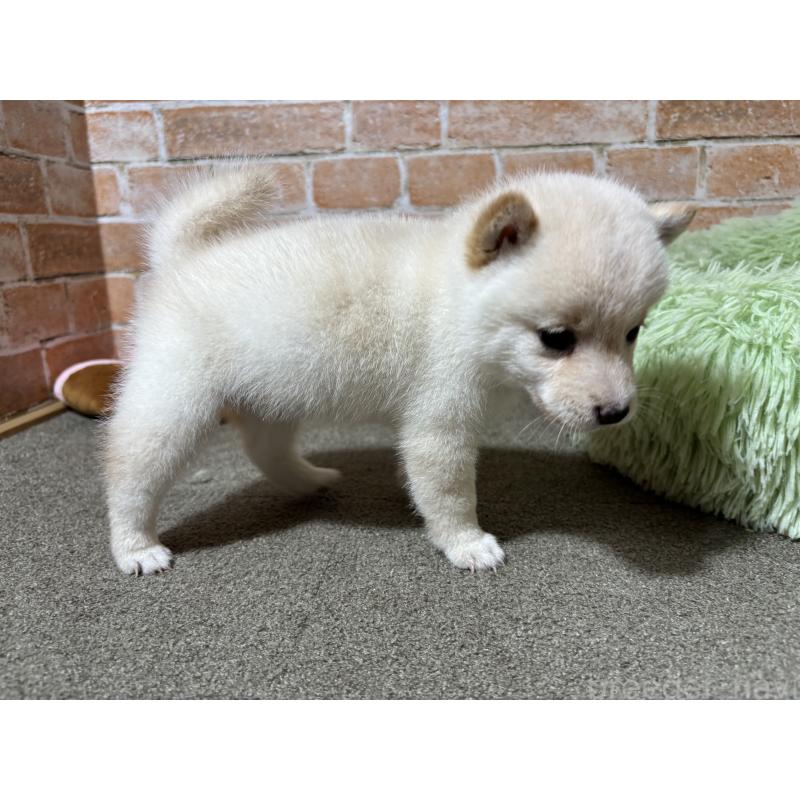 成約済の奈良県の豆柴-413236の6枚目