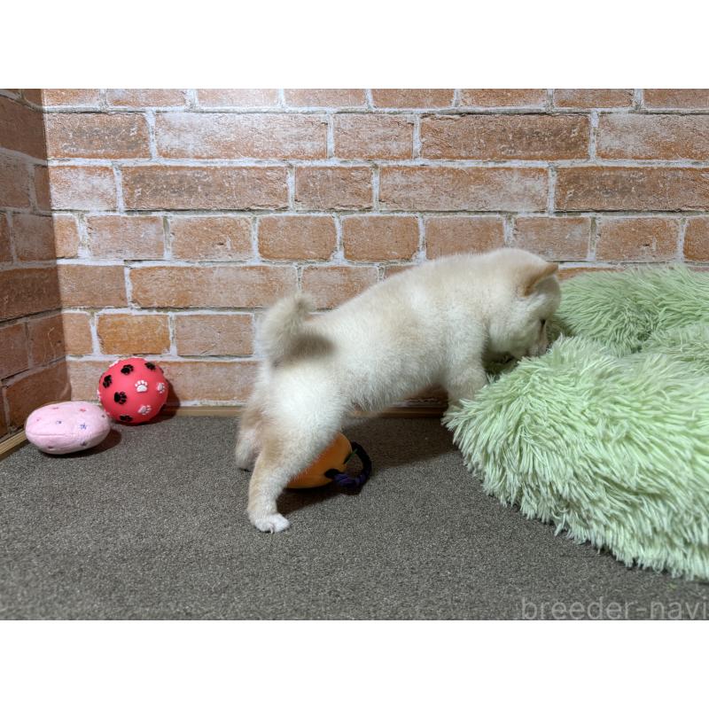 成約済の奈良県の豆柴-413236の5枚目