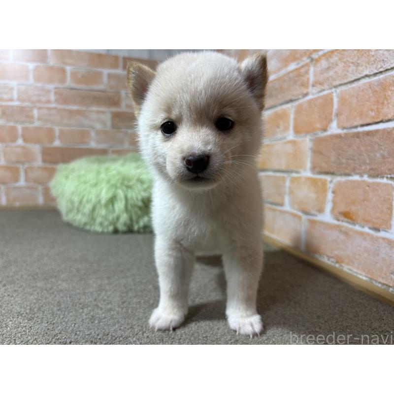 成約済の奈良県の豆柴-413236の4枚目