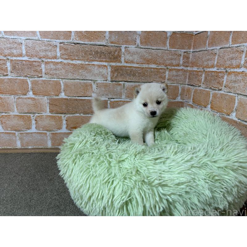 成約済の奈良県の豆柴-413236の3枚目