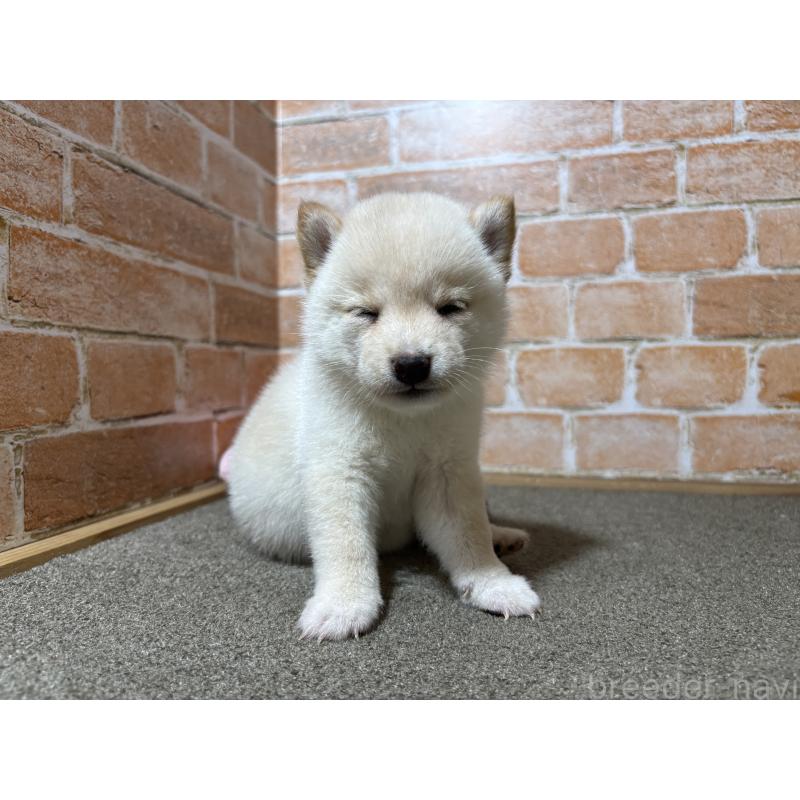 成約済の奈良県の豆柴-413236の2枚目