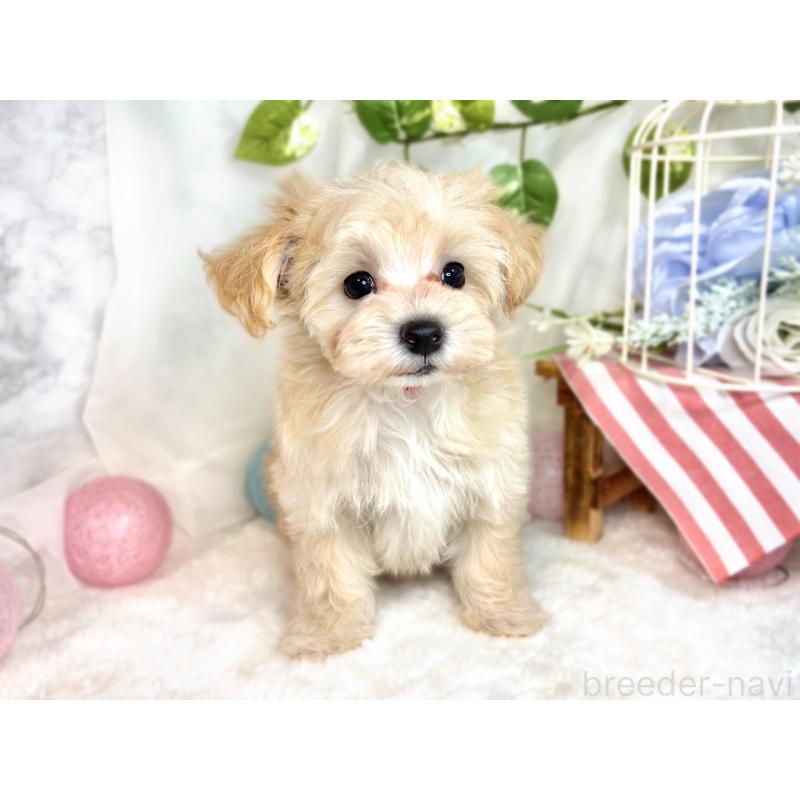 成約済の滋賀県のマルプー:マルチーズ×トイプードル-414550の4枚目