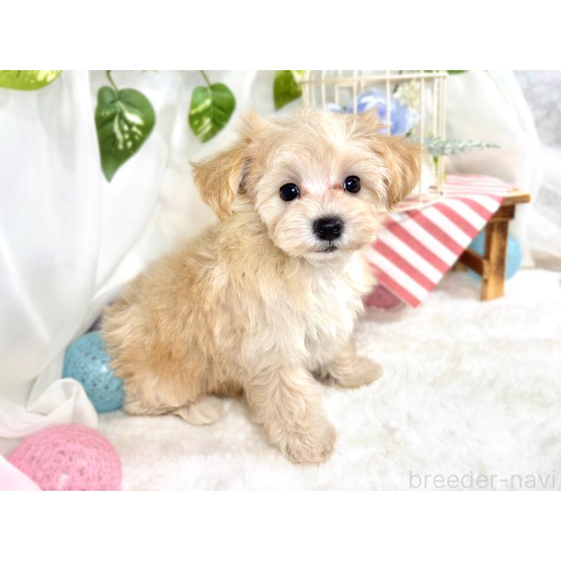 成約済の滋賀県のマルプー:マルチーズ×トイプードル-414550の3枚目