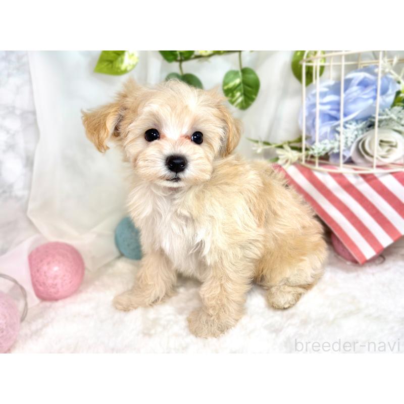 成約済の滋賀県のマルプー:マルチーズ×トイプードル-414550の2枚目