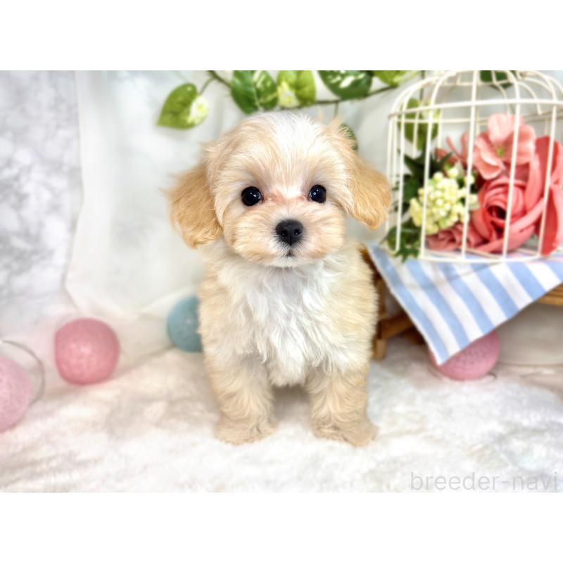 成約済の滋賀県のマルプー:マルチーズ×トイプードル-414551の4枚目