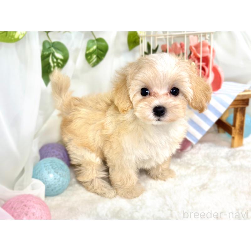 成約済の滋賀県のマルプー:マルチーズ×トイプードル-414551の3枚目