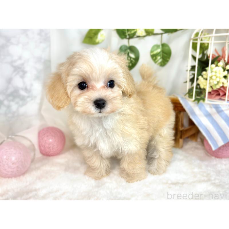 成約済の滋賀県のマルプー:マルチーズ×トイプードル-414551の2枚目