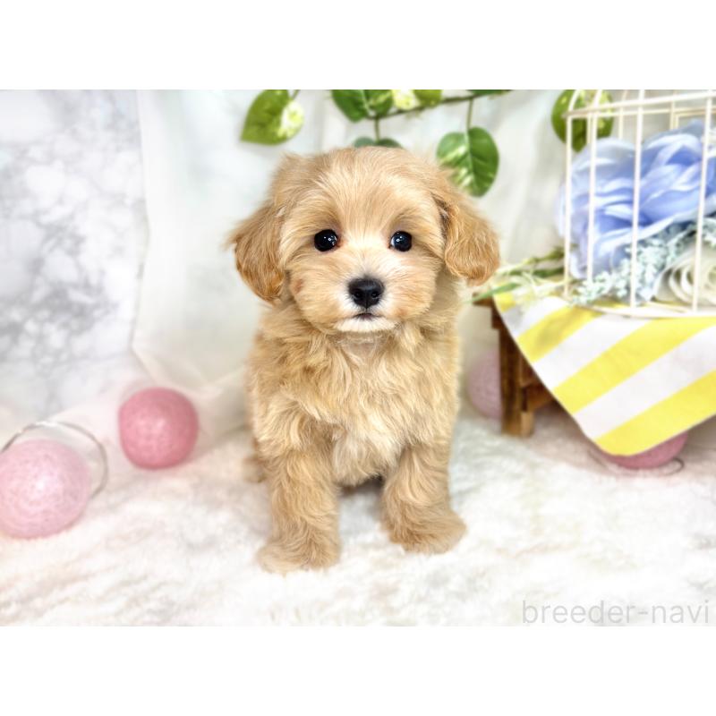 成約済の滋賀県のマルプー:マルチーズ×トイプードル-414553の4枚目