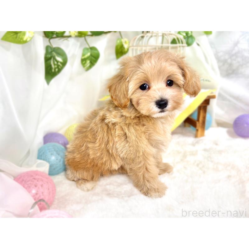 成約済の滋賀県のマルプー:マルチーズ×トイプードル-414553の3枚目