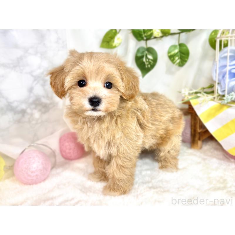 成約済の滋賀県のマルプー:マルチーズ×トイプードル-414553の2枚目