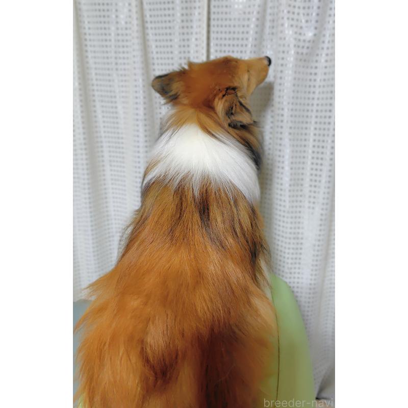 販売中の広島県のシェットランドシープドッグ(シェルティ)-416541の2枚目