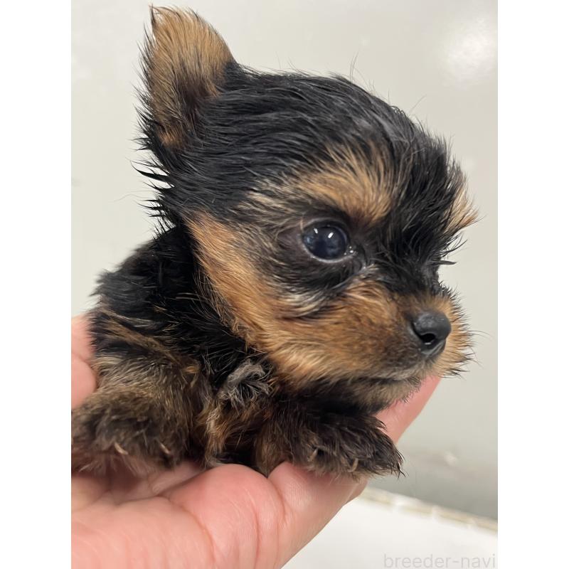 成約済の山梨県のヨープー:ヨークシャーテリア×トイプードル-414806の2枚目