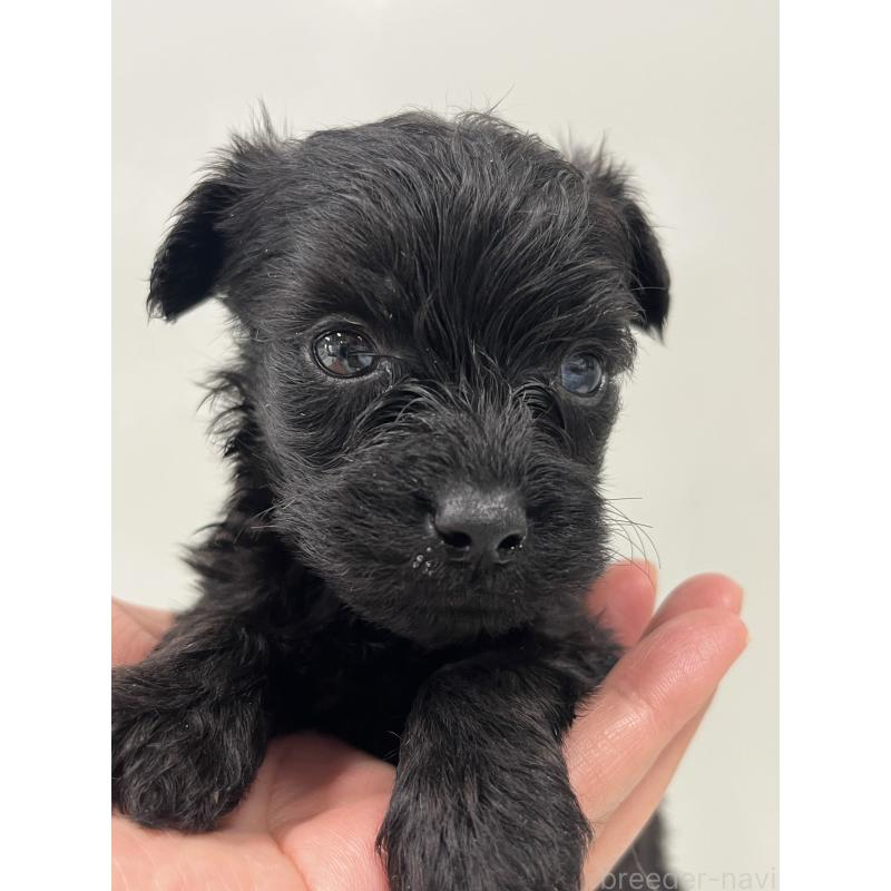 成約済の山梨県のヨープー:ヨークシャーテリア×トイプードル-414805の2枚目