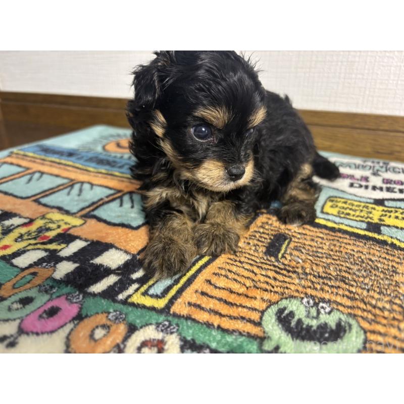 販売中の神奈川県のチワプー:チワワ×トイプードル-416569の9枚目
