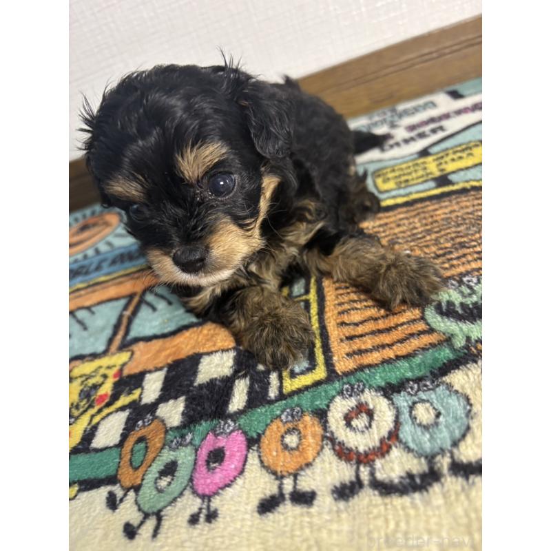 販売中の神奈川県のチワプー:チワワ×トイプードル-416569の6枚目