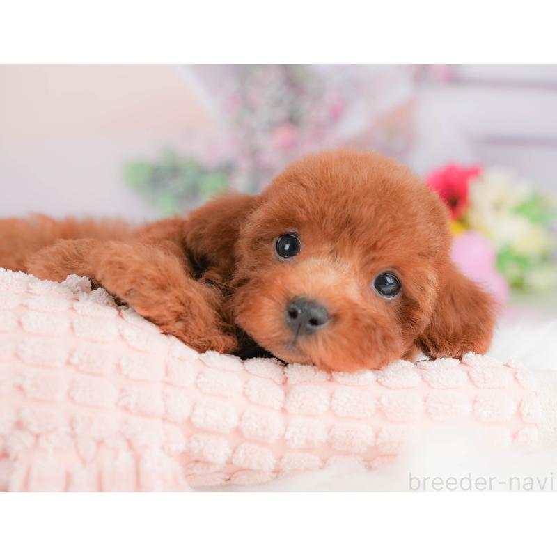 販売中の群馬県のトイプードル-417117の3枚目