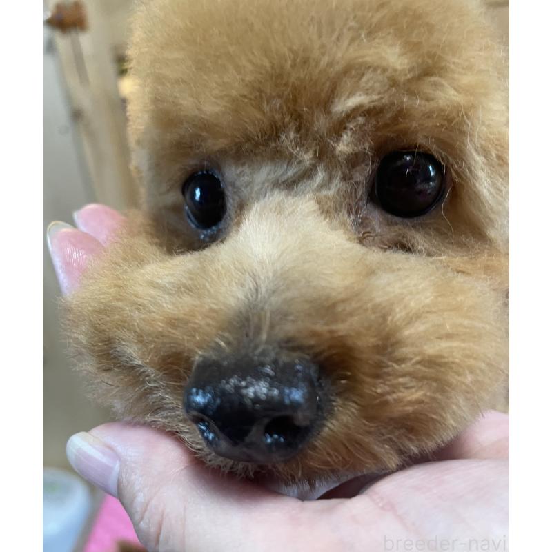 すずちゃん1枚目