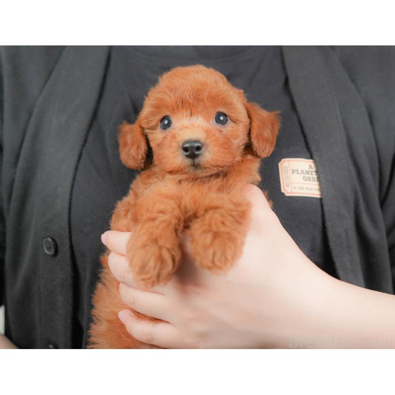 販売中の群馬県のトイプードル-417115の8枚目