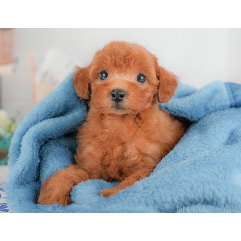販売中の群馬県のトイプードル-417115の2枚目