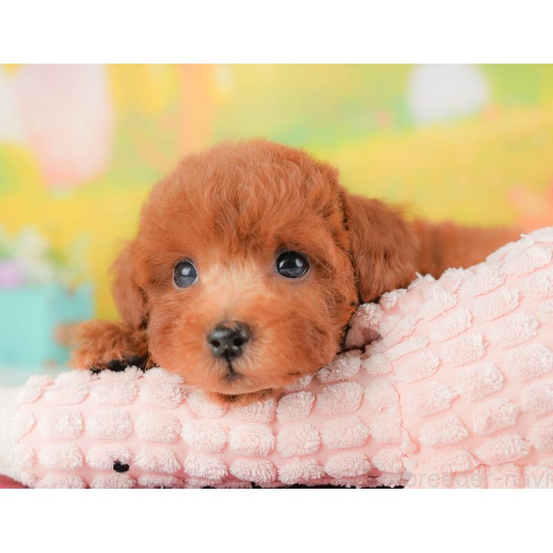 販売中の群馬県のトイプードル-417114の3枚目