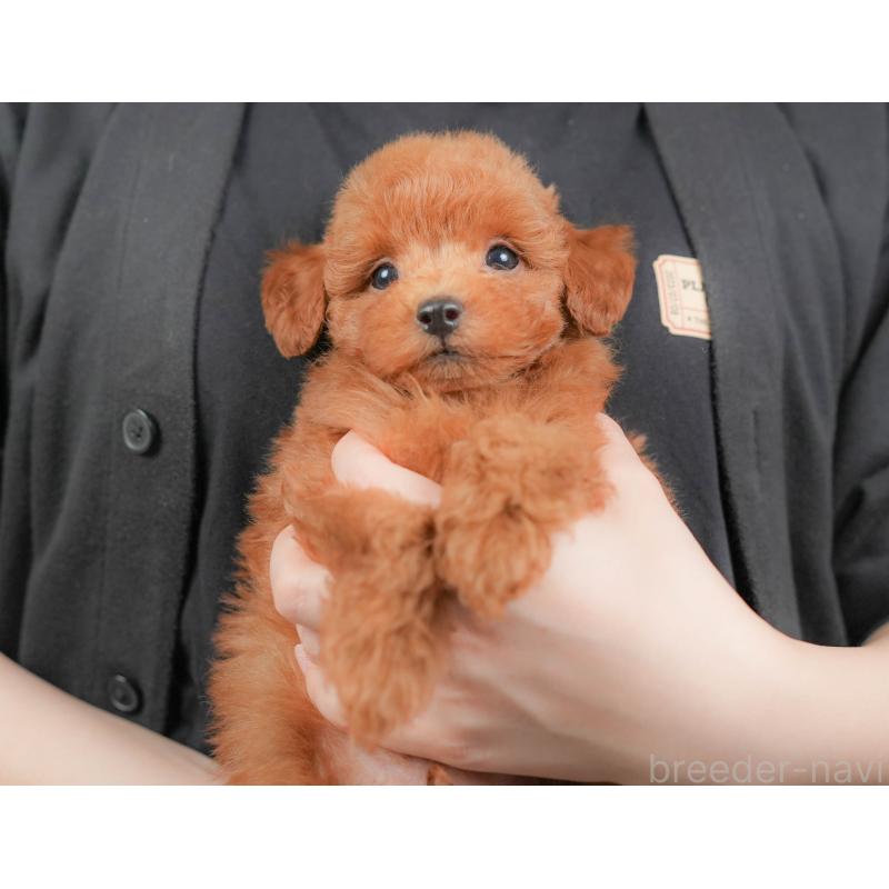 販売中の群馬県のトイプードル-417113の9枚目