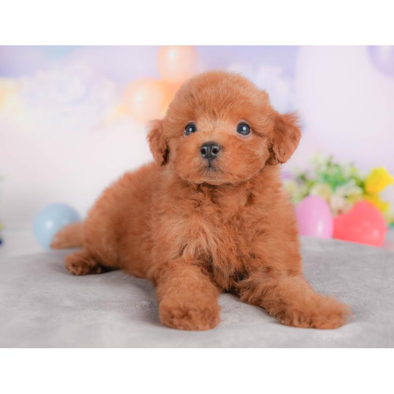 販売中の群馬県のトイプードル-417113の4枚目