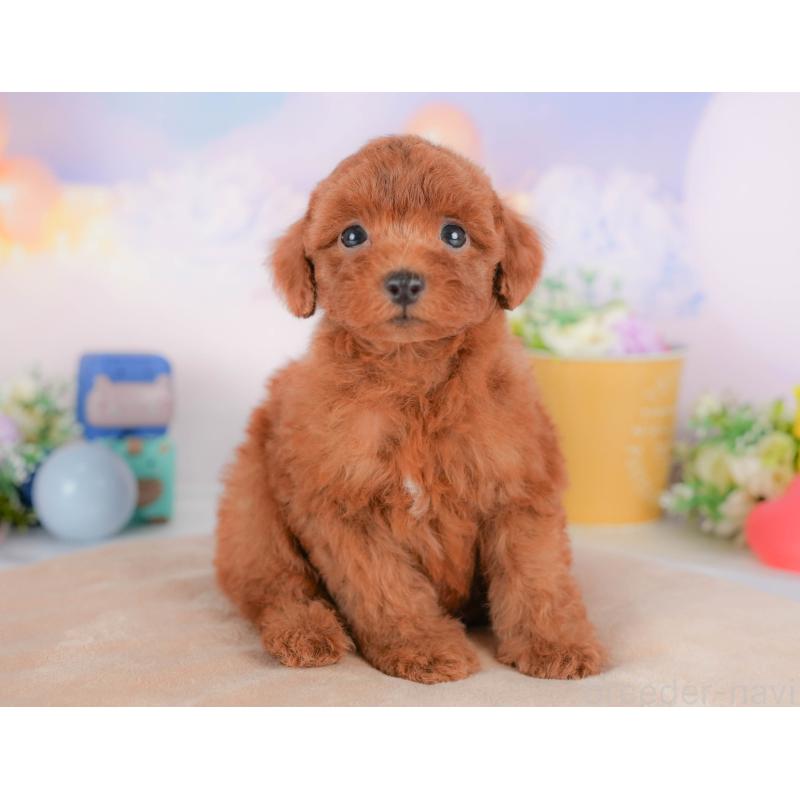 販売中の群馬県のトイプードル-417112の1枚目