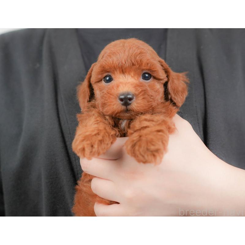 販売中の群馬県のトイプードル-417112の9枚目