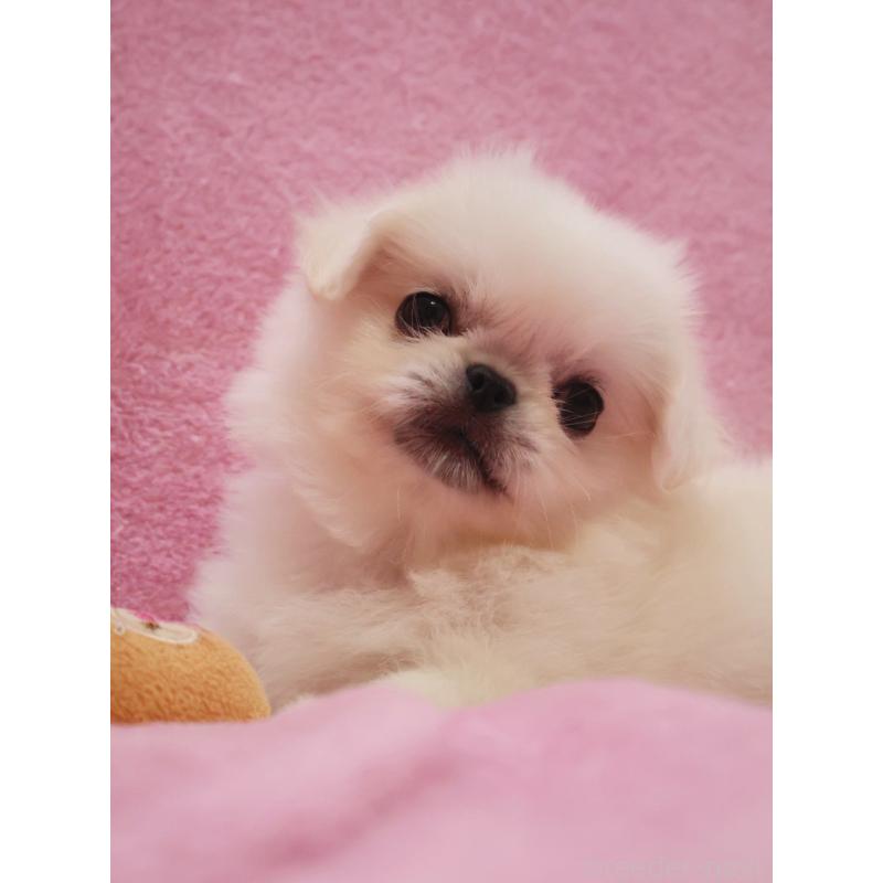 成約済の神奈川県のペキニーズ-412985の10枚目