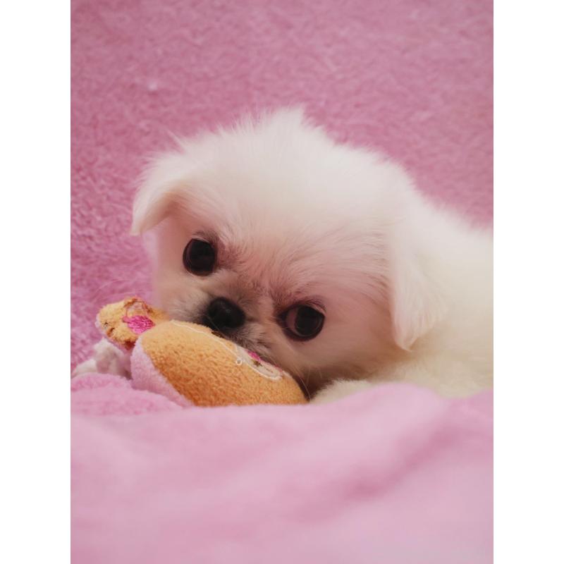 成約済の神奈川県のペキニーズ-412985の9枚目