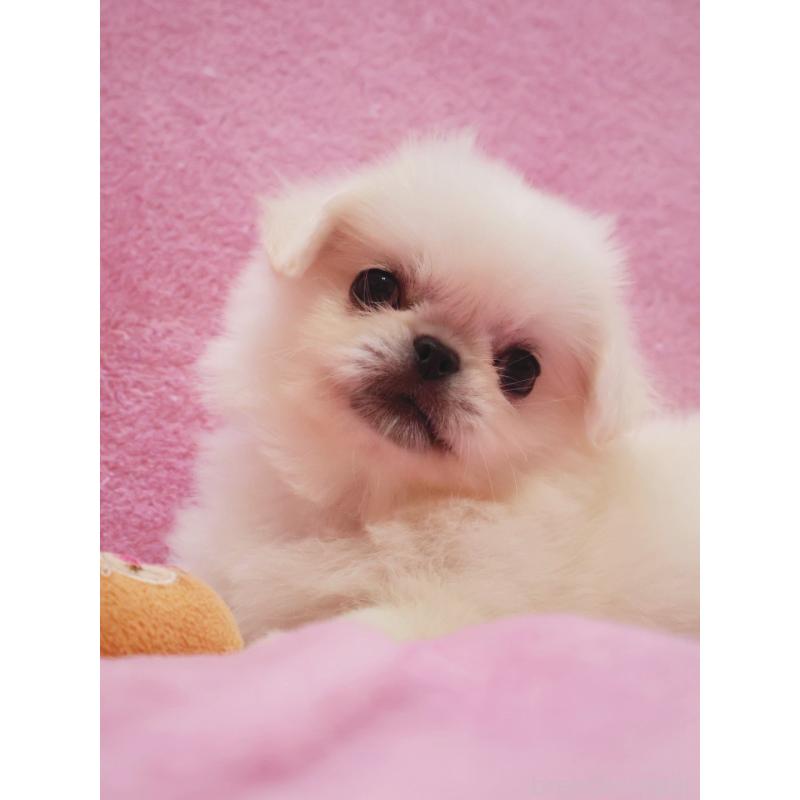 成約済の神奈川県のペキニーズ-412985の8枚目