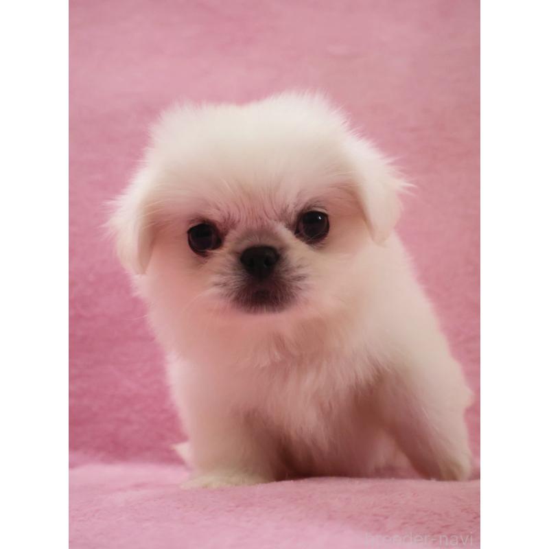 成約済の神奈川県のペキニーズ-412985の7枚目