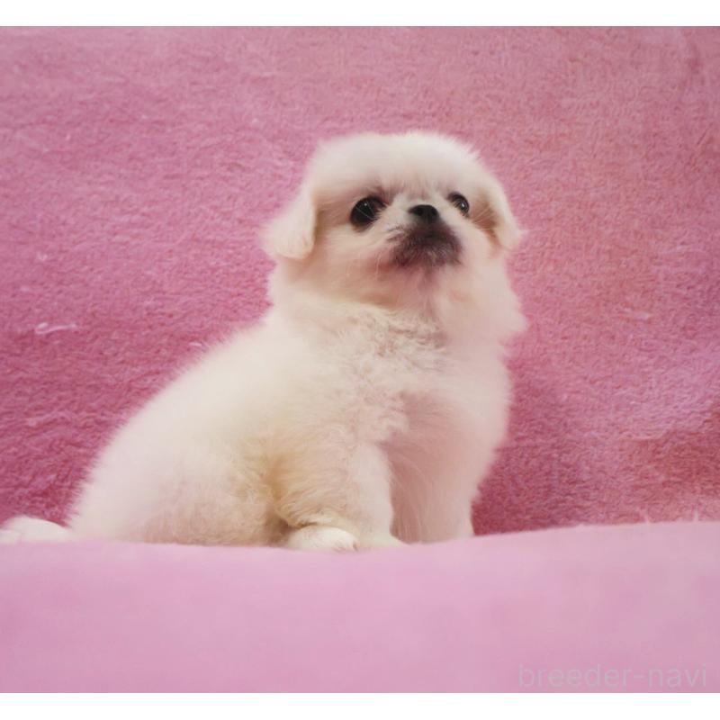 成約済の神奈川県のペキニーズ-412985の6枚目