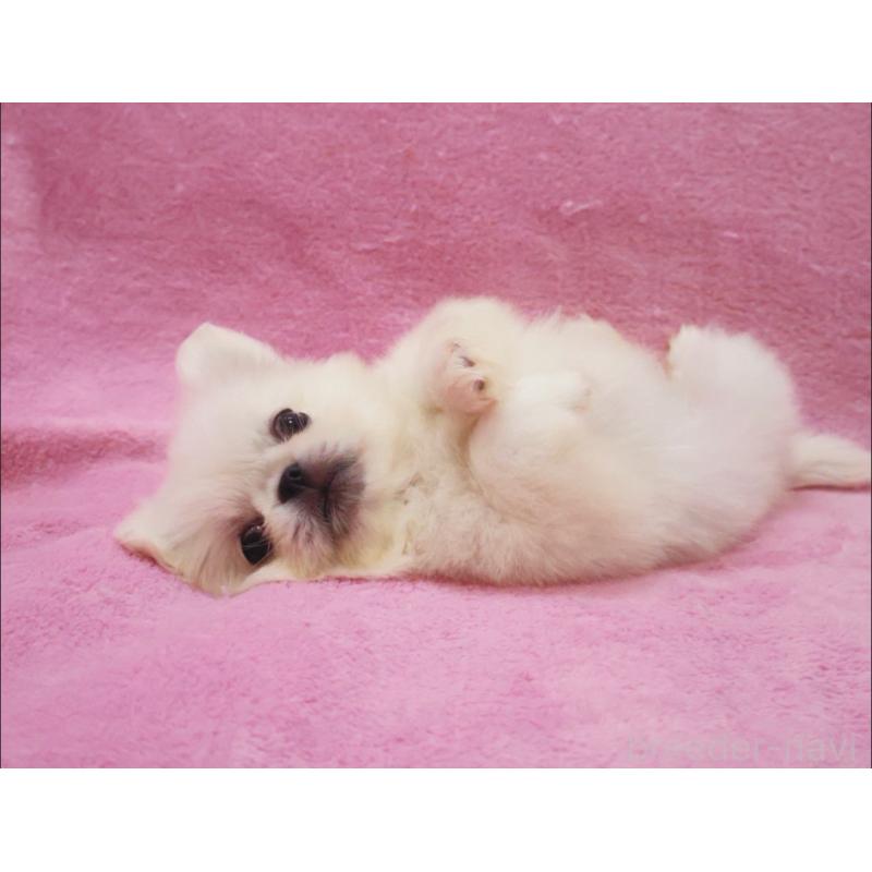 成約済の神奈川県のペキニーズ-412985の5枚目