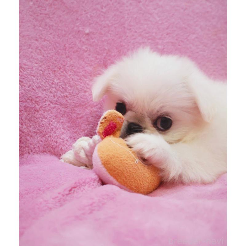 成約済の神奈川県のペキニーズ-412985の3枚目