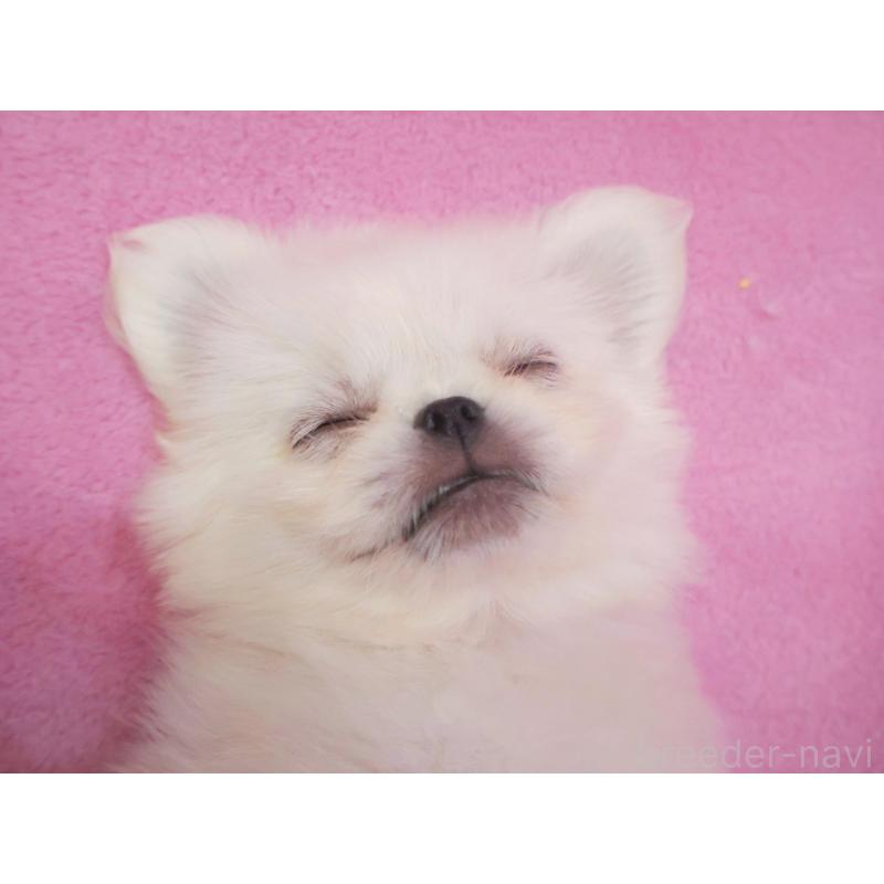 成約済の神奈川県のペキニーズ-412985の2枚目