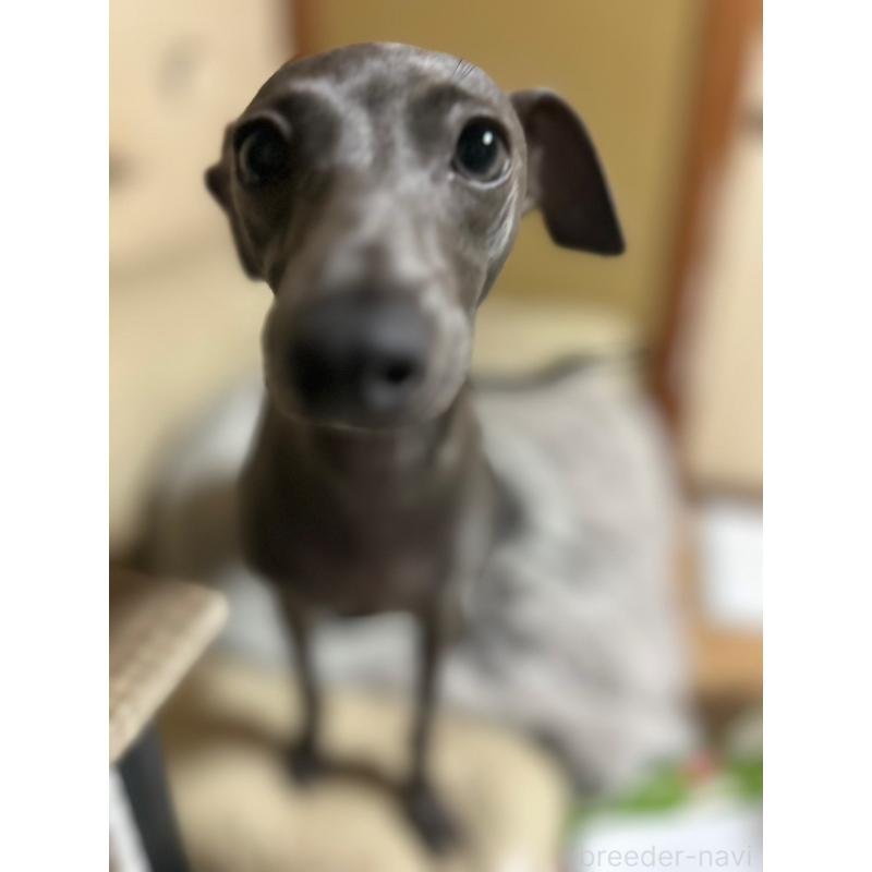 音羽ちゃん1枚目