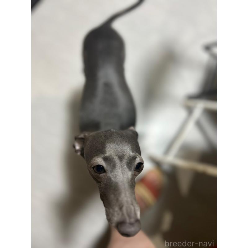 音羽ちゃん1枚目