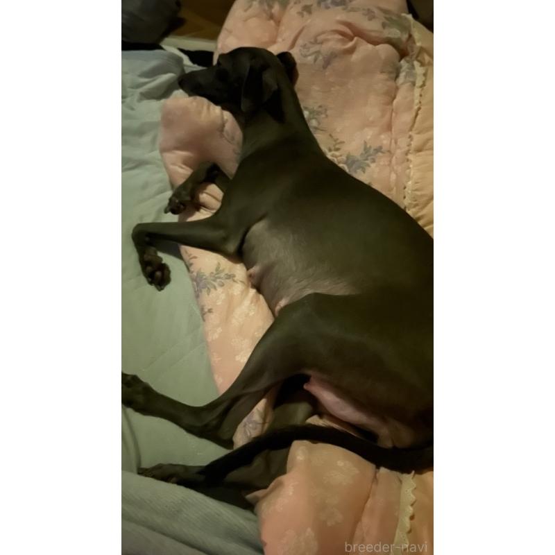 音羽ちゃん1枚目