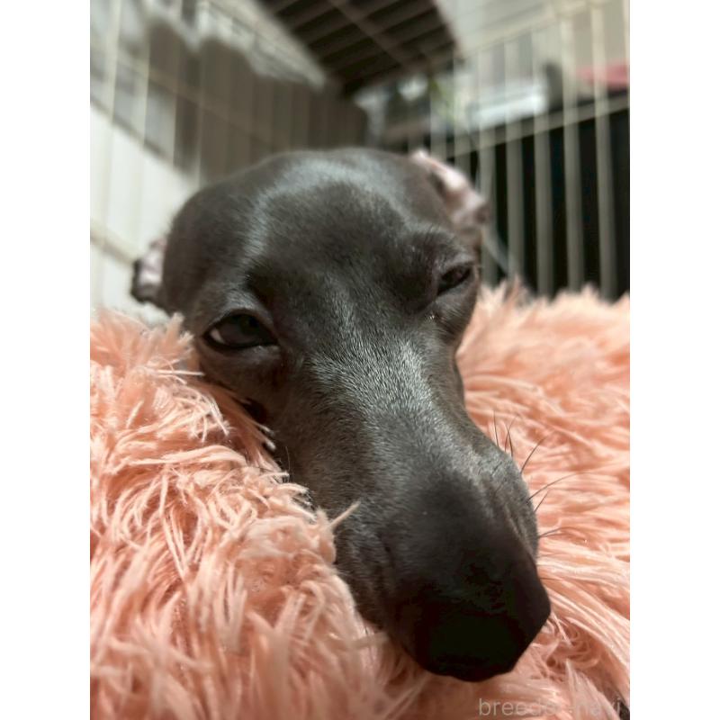 音羽ちゃん1枚目