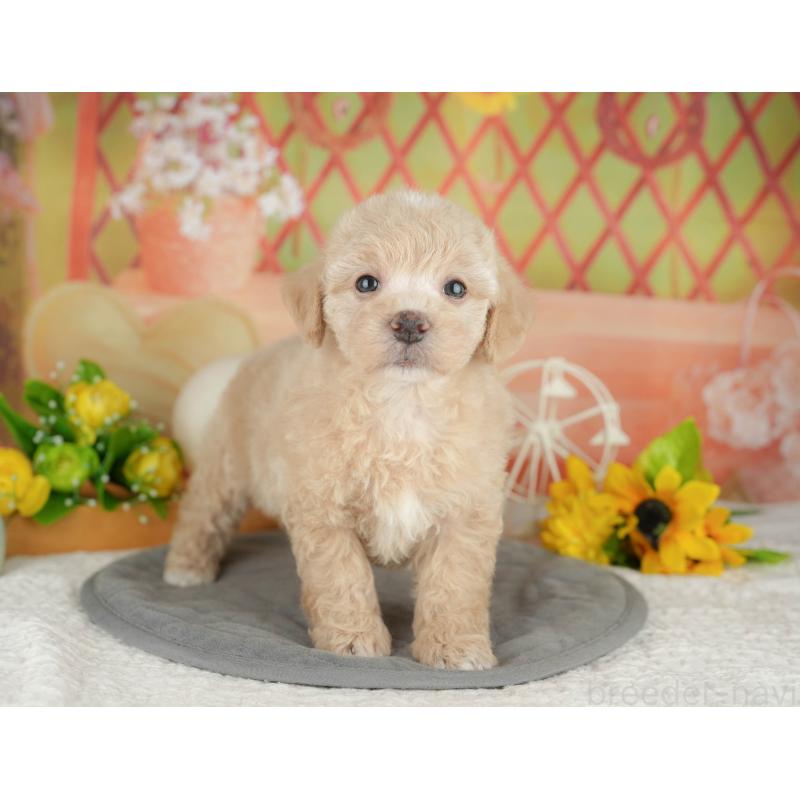 販売中の栃木県のマルプー:マルチーズ×トイプードル-416752の7枚目