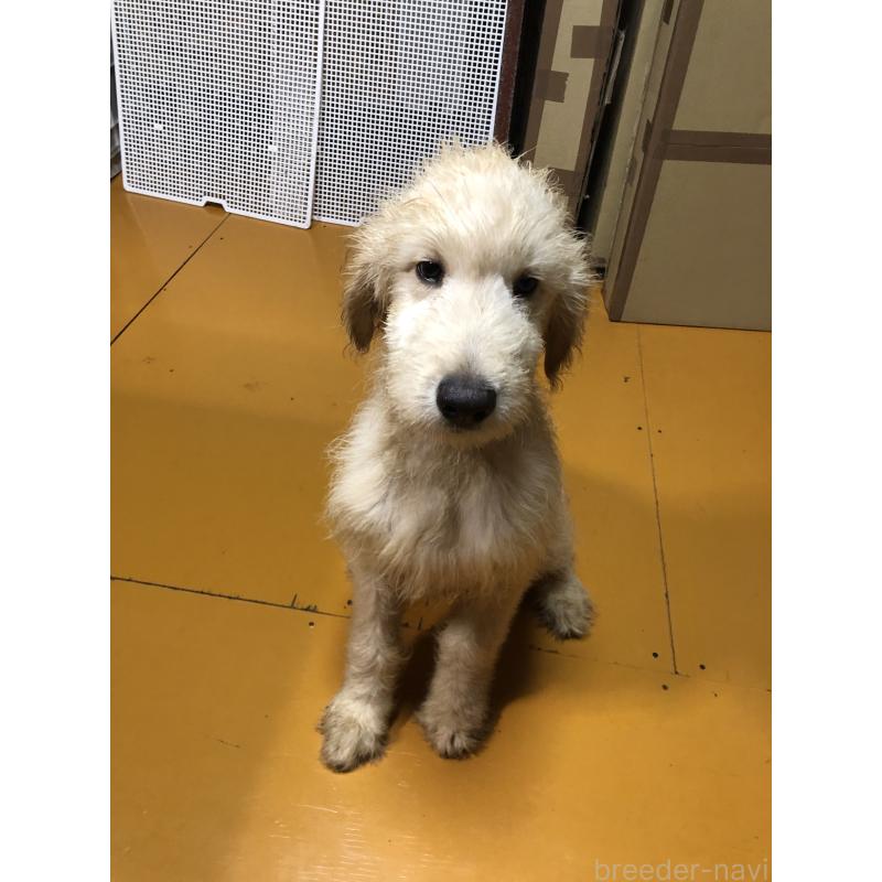 販売中の兵庫県のゴールデンドゥードル:ゴールデンレトリーバー×プードル-398926の9枚目